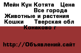 Мейн Кун Котята › Цена ­ 15 000 - Все города Животные и растения » Кошки   . Тверская обл.,Конаково г.